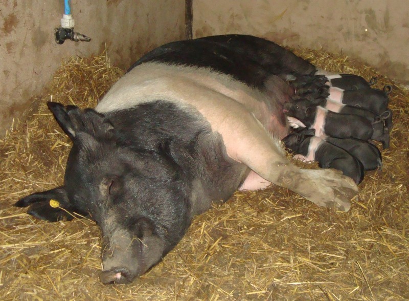 ethel and piglets