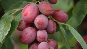 Victoria-Plum-Bare-Root-Fruit-Tree