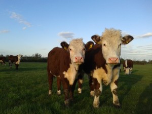 Two of our young young herefords