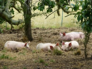 Contented little pigs